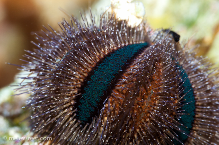 Name:  urchin-bonus.jpg
Views: 585
Size:  240.7 KB