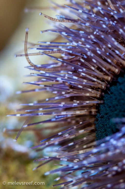 Name:  urchin-parts-2.jpg
Views: 489
Size:  187.9 KB