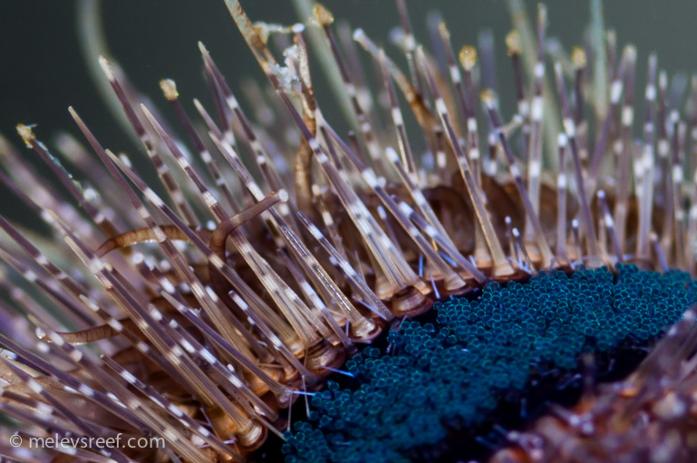 Name:  urchin-parts-3.jpg
Views: 473
Size:  217.8 KB