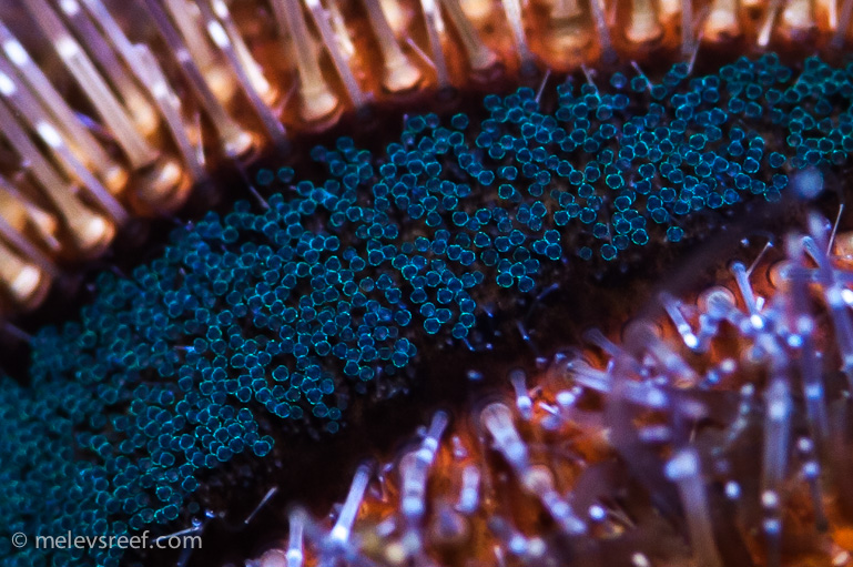 Name:  urchin-parts.jpg
Views: 489
Size:  265.7 KB