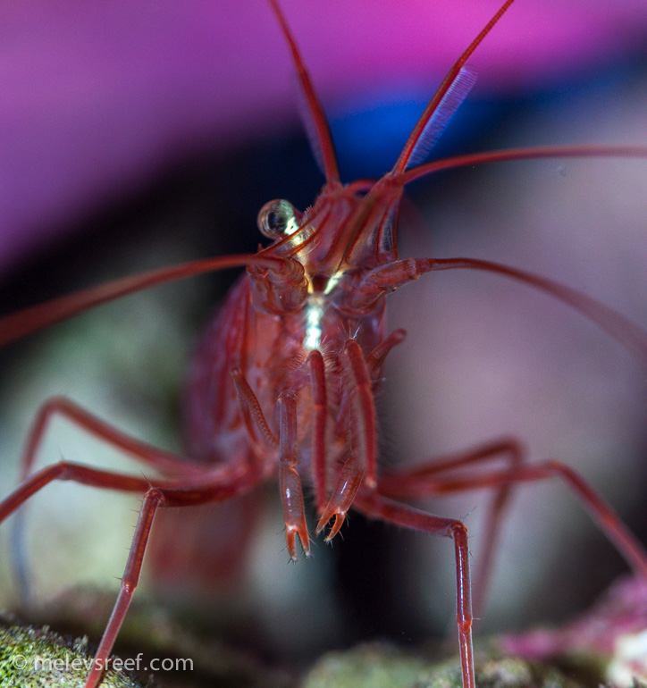 Name:  peppermint-shrimp-oo.jpg
Views: 358
Size:  209.0 KB