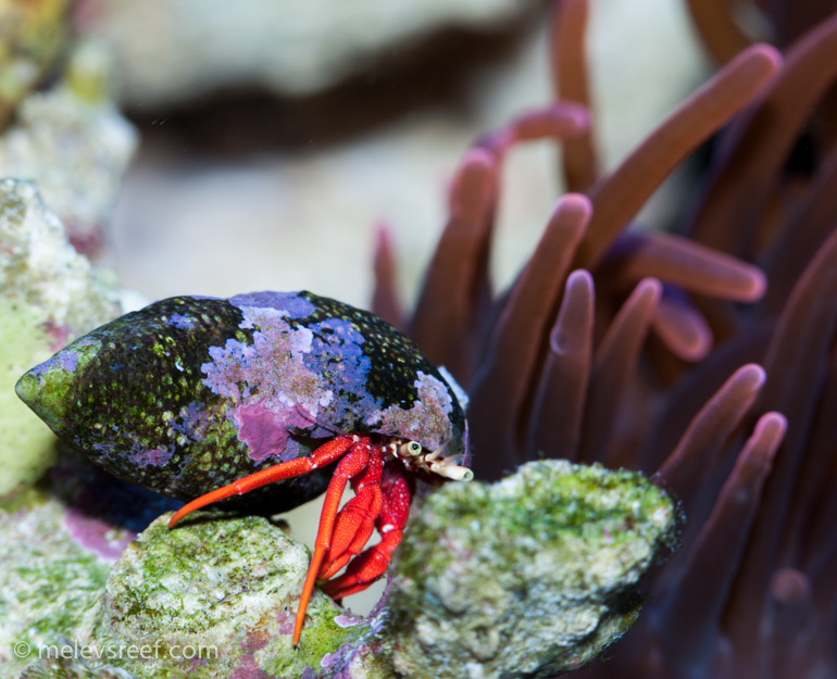 Name:  red-leg.jpg
Views: 481
Size:  222.5 KB