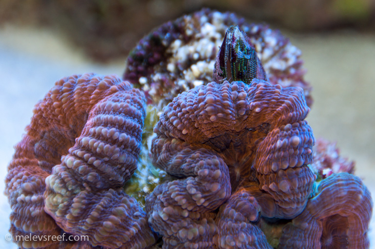 Name:  clam-filter-feeder.jpg
Views: 917
Size:  228.6 KB