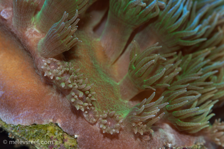 Name:  pagoda-polyps.jpg
Views: 414
Size:  193.3 KB