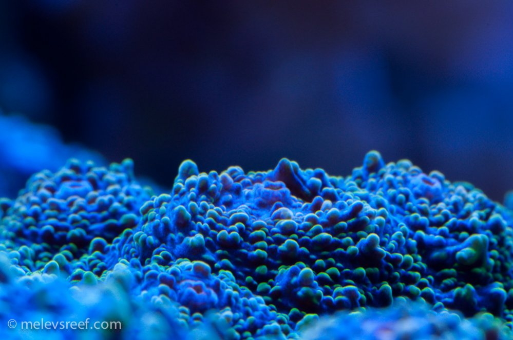 Name:  chalice-mouth-up.jpg
Views: 416
Size:  99.6 KB