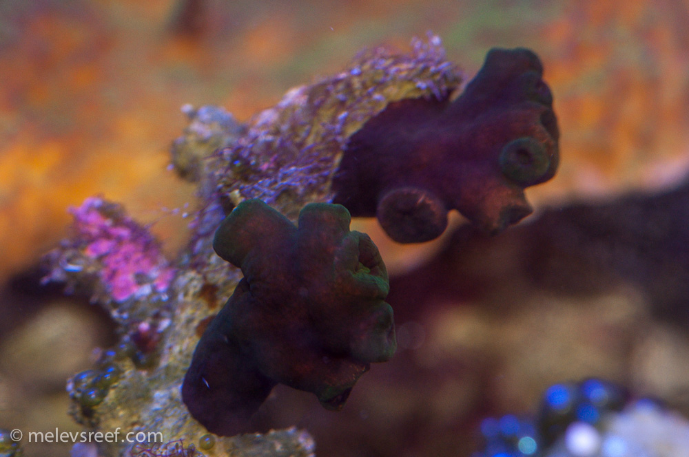 Name:  suncoral-black.jpg
Views: 348
Size:  227.1 KB