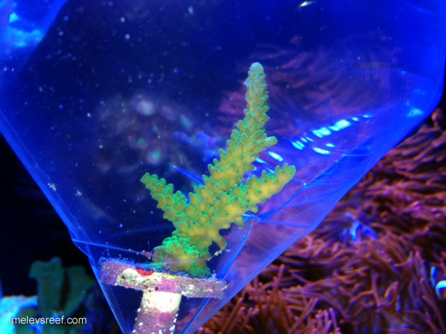 Name:  green-slimer.jpg
Views: 3994
Size:  119.9 KB