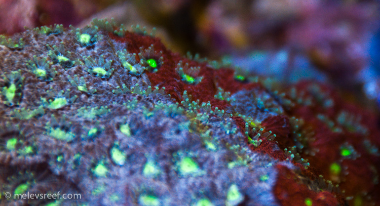 Name:  latenight-polyps-2.jpg
Views: 1145
Size:  198.9 KB