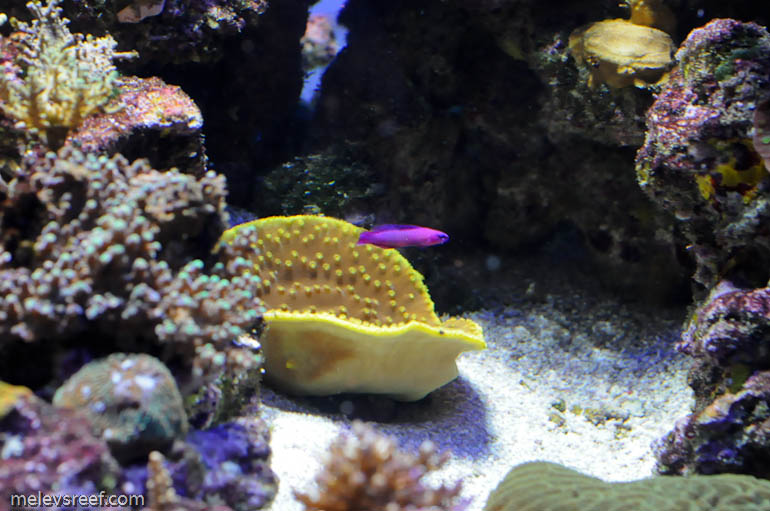 Name:  ORA_magenta_dottyback.jpg
Views: 2836
Size:  133.4 KB