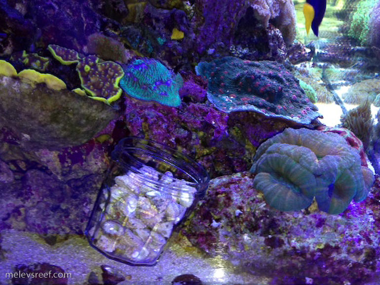 Name:  snails-5.jpg
Views: 1413
Size:  274.0 KB