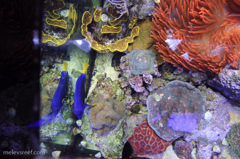 Name:  left-side-reef.jpg
Views: 1379
Size:  113.4 KB