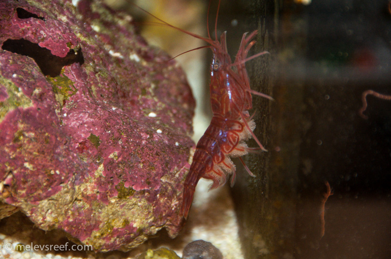 Name:  pep-shrimp-carrying-2.jpg
Views: 1363
Size:  207.2 KB