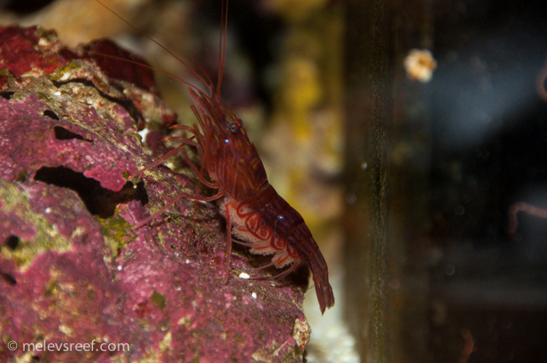Name:  pep-shrimp-carrying-3.jpg
Views: 1499
Size:  183.9 KB