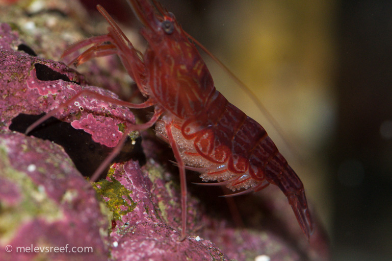 Name:  pep-shrimp-carrying-4.jpg
Views: 2423
Size:  168.8 KB