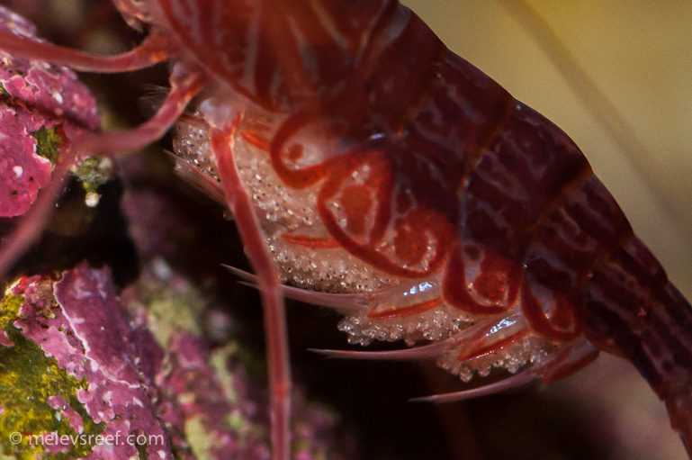 Name:  pep-shrimp-carrying-5.jpg
Views: 2374
Size:  175.2 KB