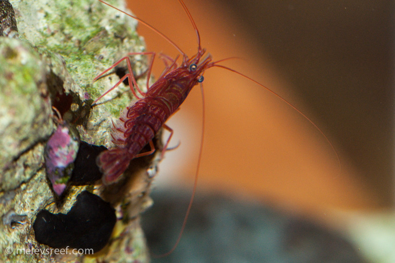 Name:  pep-shrimp-carrying-6.jpg
Views: 1401
Size:  180.9 KB