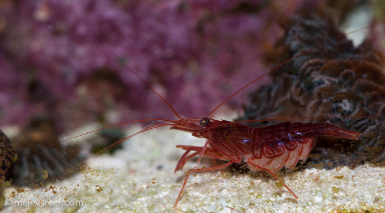 Name:  pep-shrimp-carrying-7.jpg
Views: 961
Size:  161.8 KB