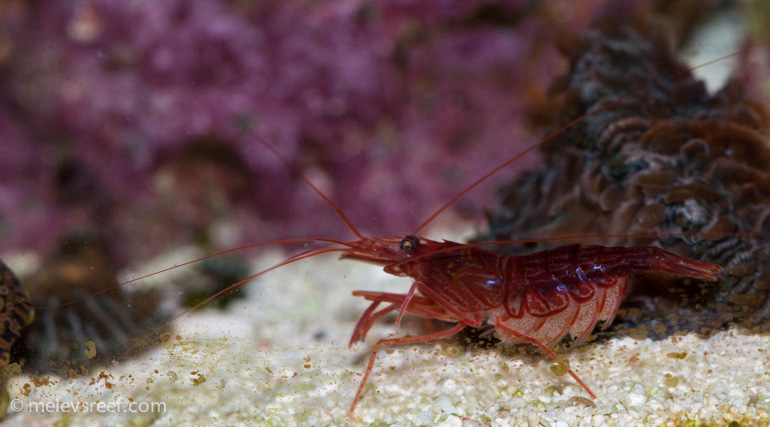 Name:  pep-shrimp-carrying-7.jpg
Views: 1292
Size:  161.8 KB