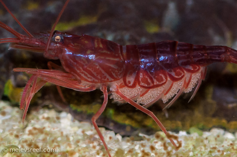 Name:  pep-shrimp-carrying-8.jpg
Views: 1483
Size:  183.9 KB