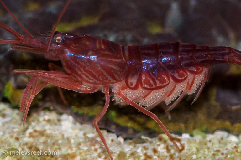 Name:  pep-shrimp-carrying-8.jpg
Views: 1143
Size:  183.9 KB