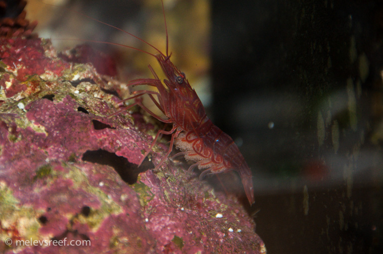 Name:  pep-shrimp-carrying.jpg
Views: 1094
Size:  176.8 KB