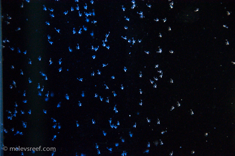 Name:  pep-shrimp-egg-release-4.jpg
Views: 1326
Size:  197.1 KB