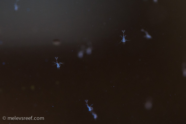 Name:  pep-shrimp-egg-release.jpg
Views: 1658
Size:  67.0 KB