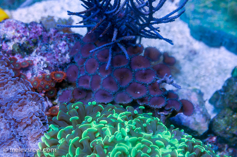 Name:  purple-death-4.jpg
Views: 562
Size:  229.3 KB
