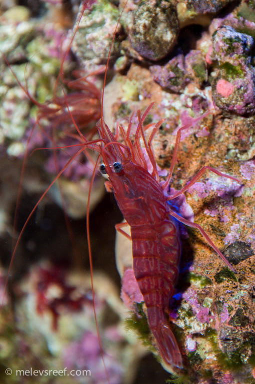 Name:  peppermint-shrimp-2.jpg
Views: 373
Size:  254.0 KB