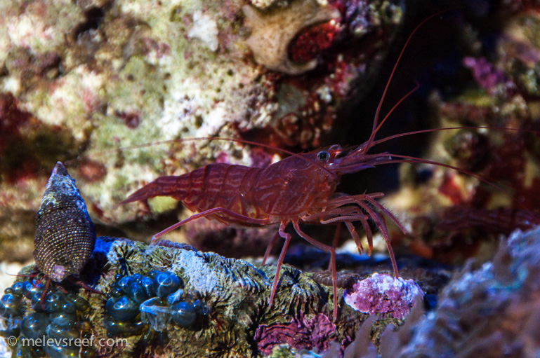 Name:  peppermint-shrimp-3.jpg
Views: 430
Size:  266.4 KB