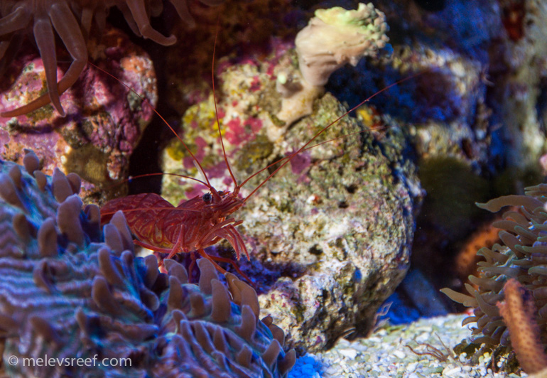 Name:  peppermint-shrimp.jpg
Views: 376
Size:  259.3 KB