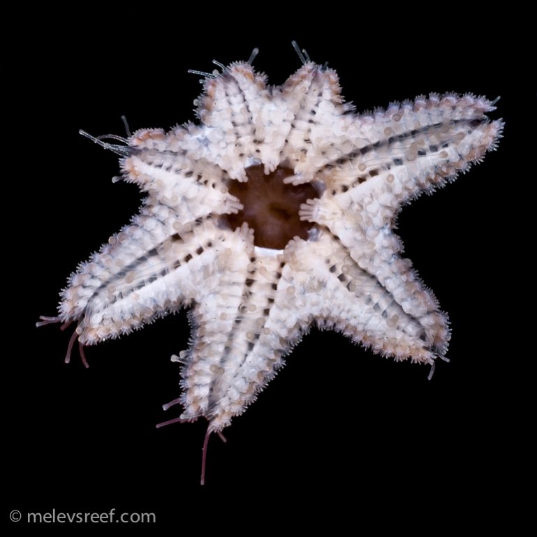 Name:  asterina.jpg
Views: 728
Size:  63.8 KB