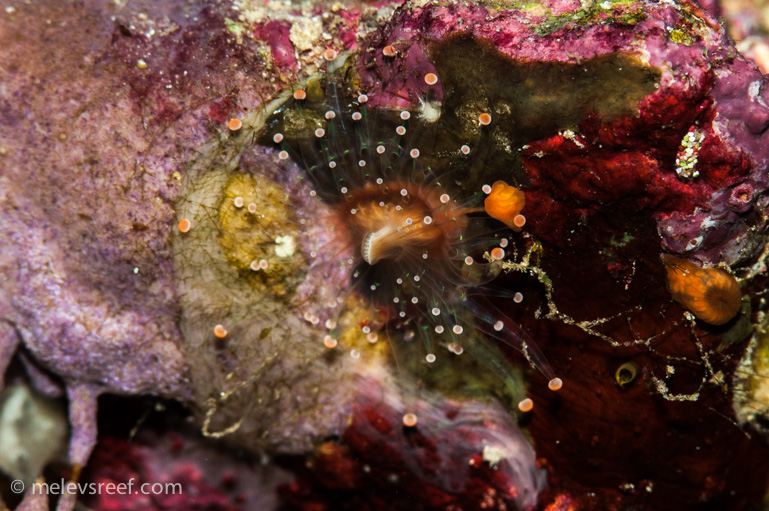 Name:  orange-ball-anemone.jpg
Views: 898
Size:  250.2 KB
