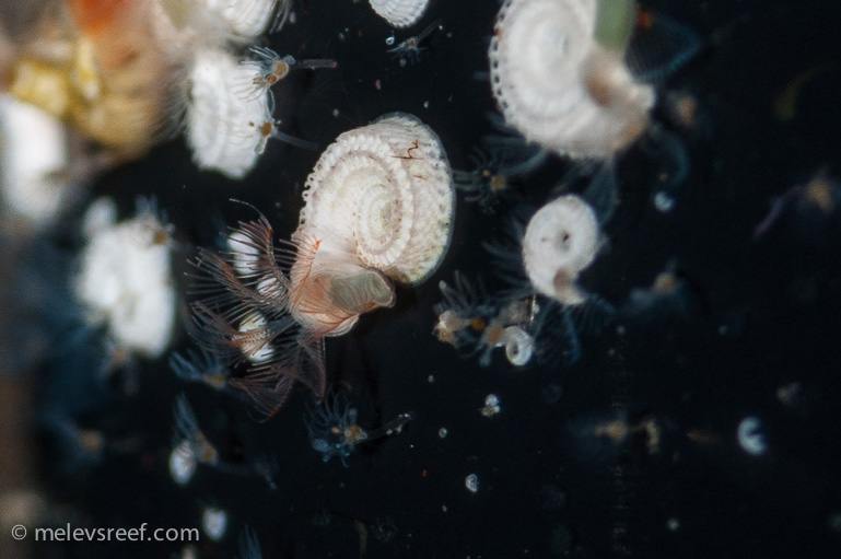 Name:  spirorbids-2.jpg
Views: 1058
Size:  135.8 KB