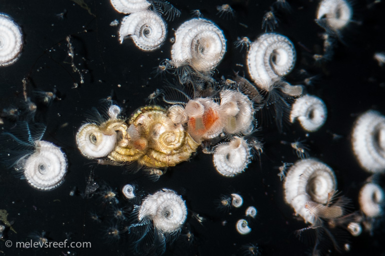 Name:  spirorbids.jpg
Views: 772
Size:  181.2 KB