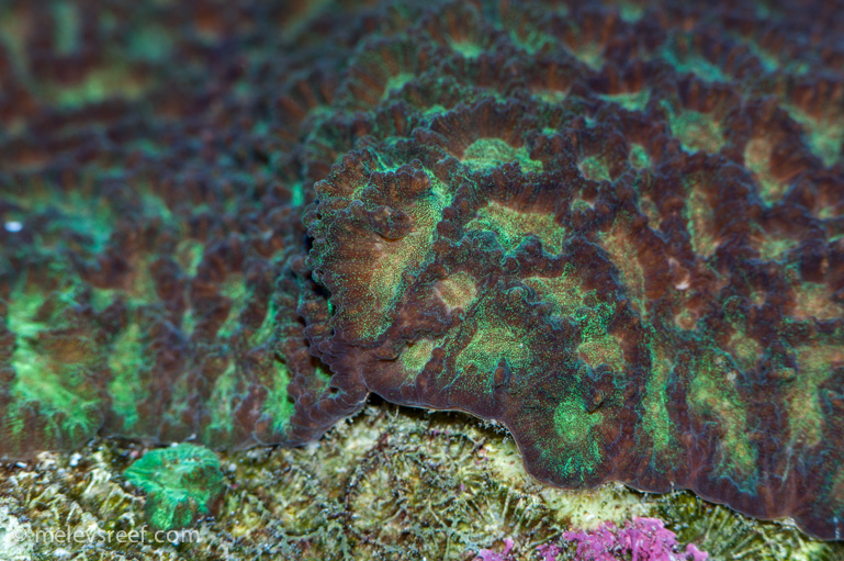 Name:  pini-macro.jpg
Views: 555
Size:  273.9 KB