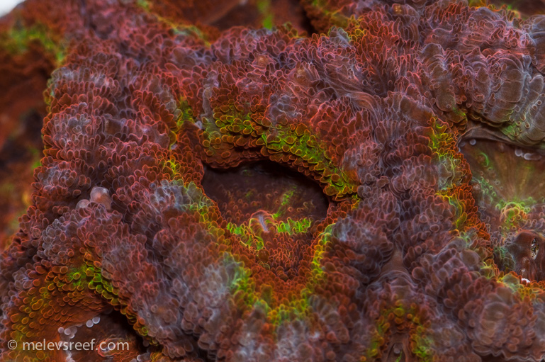 Name:  rainbow-acans.jpg
Views: 581
Size:  264.8 KB