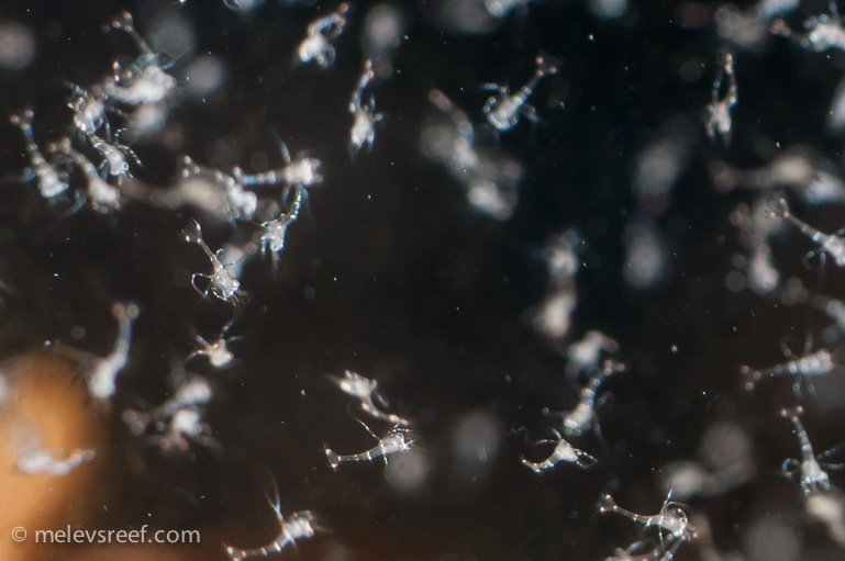 Name:  peppermints-0228-3.jpg
Views: 571
Size:  126.6 KB