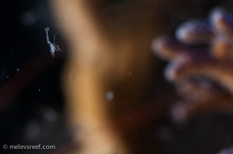 Name:  peppermints-0228-8.jpg
Views: 535
Size:  95.2 KB