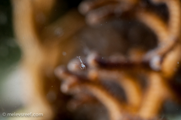 Name:  peppermints-0228-12.jpg
Views: 562
Size:  99.1 KB