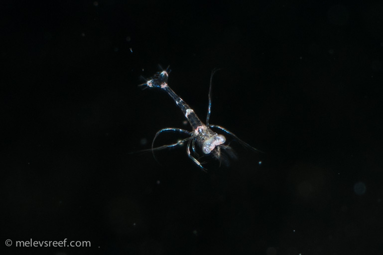 Name:  peppermints-0228-20.jpg
Views: 539
Size:  64.9 KB