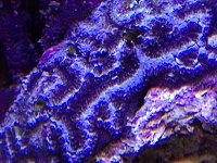 Click image for larger version

Name:	tunicate4.jpg
Views:	1285
Size:	157.1 KB
ID:	9680