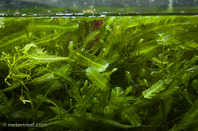 Name:  feather-caulerpa.jpg
Views: 3424
Size:  252.3 KB
