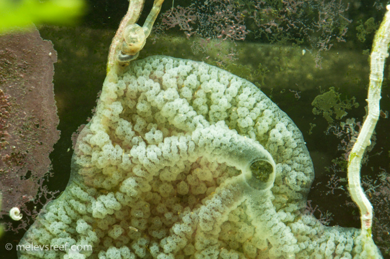 Name:  fuge-sponge-2.jpg
Views: 989
Size:  253.4 KB