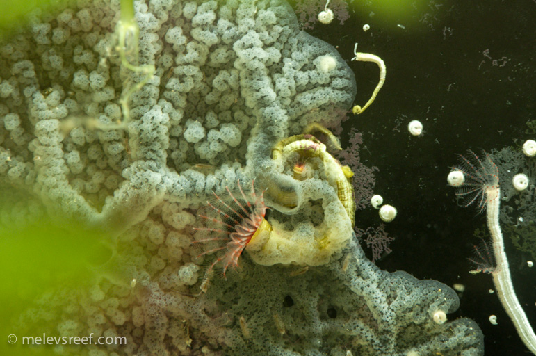 Name:  fuge-sponge-3.jpg
Views: 967
Size:  220.7 KB