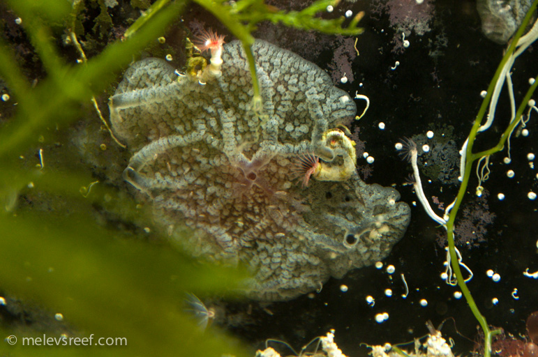 Name:  fuge-sponge.jpg
Views: 2564
Size:  232.5 KB