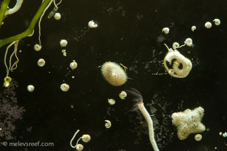 Name:  keyhole-limpet.jpg
Views: 2603
Size:  157.5 KB