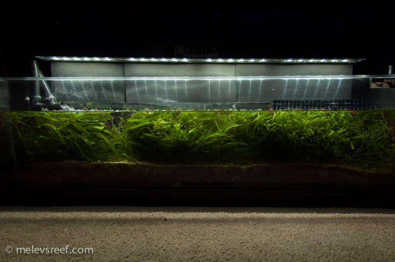 Name:  refugium-headon.jpg
Views: 2468
Size:  159.5 KB