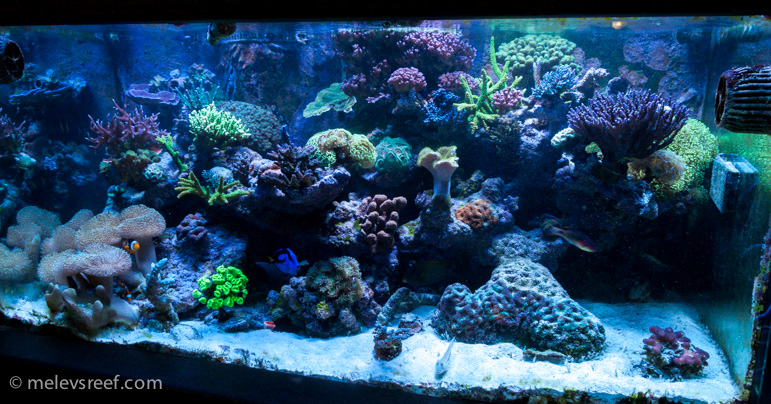 Name:  cc-dsiplay-tanks-2.jpg
Views: 756
Size:  275.1 KB