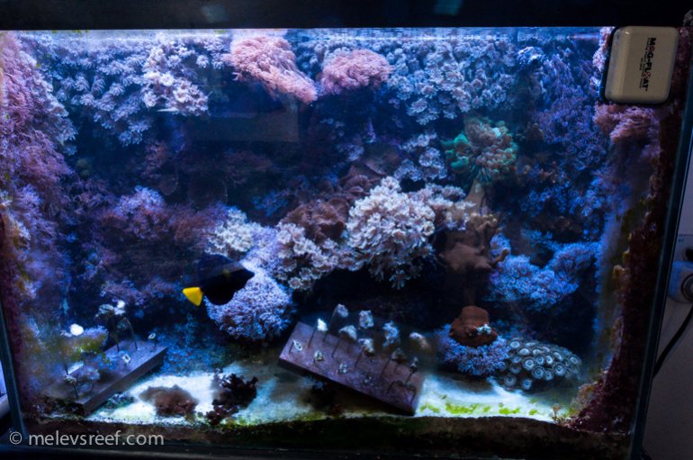Name:  cc-dsiplay-tanks-3.jpg
Views: 809
Size:  100.0 KB